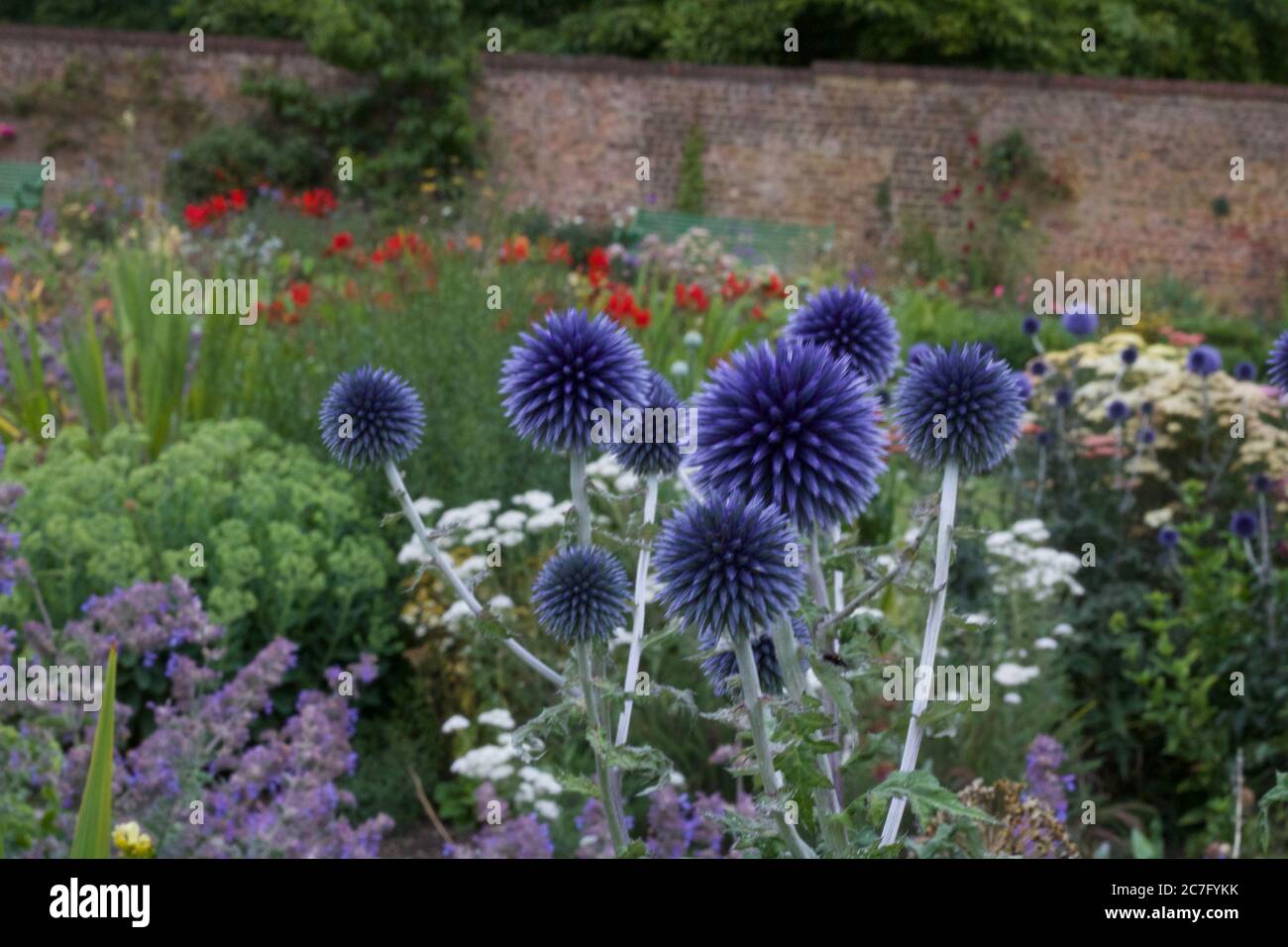 Verschiedene Blumen einschließlich echinops in schönen gemauerten englischen Cottage Garden Stockfoto
