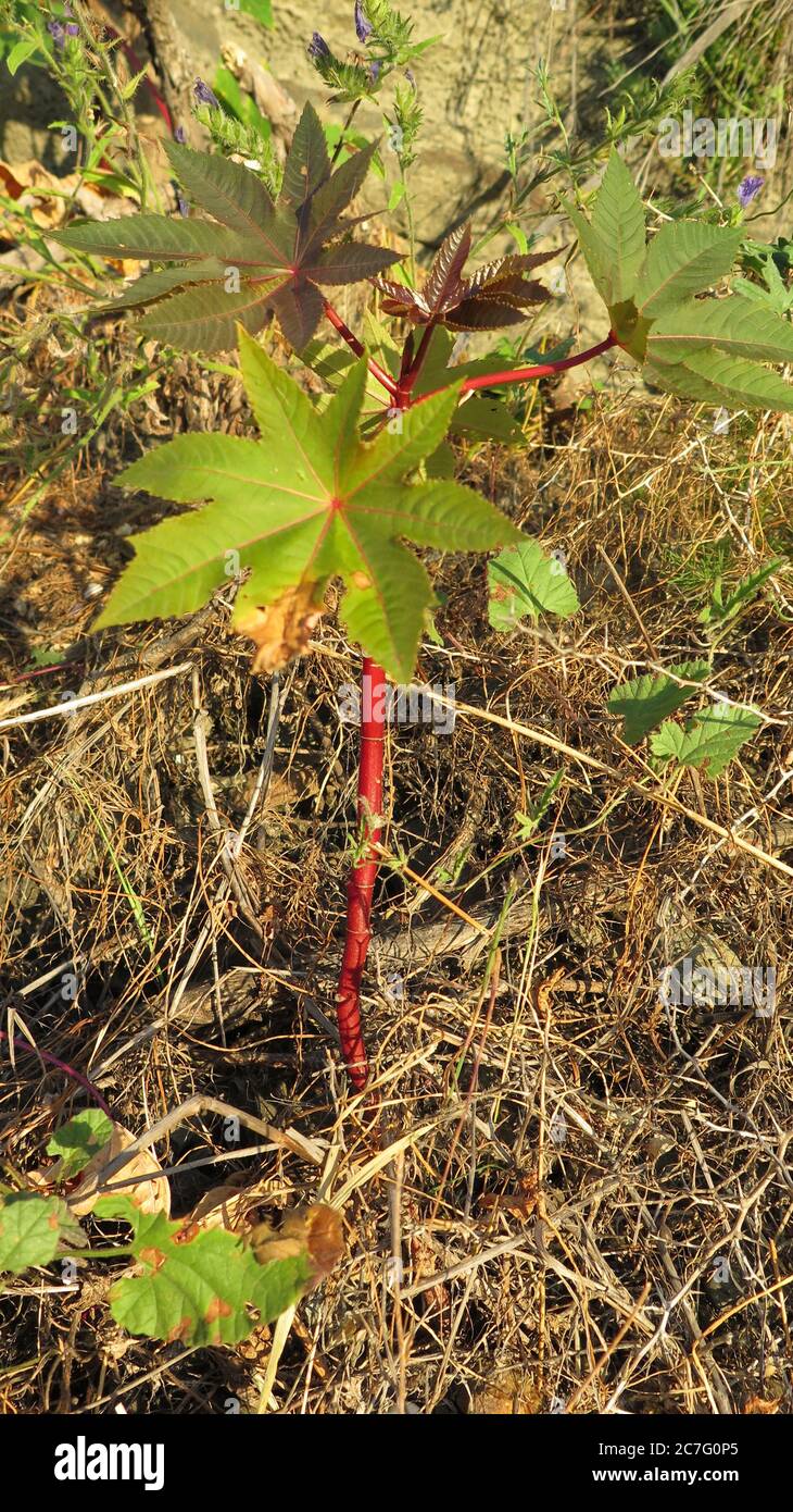 Groe Bltter und roter Stiel auf dem Strauch in Alora Landschaft  Stockfotografie - Alamy