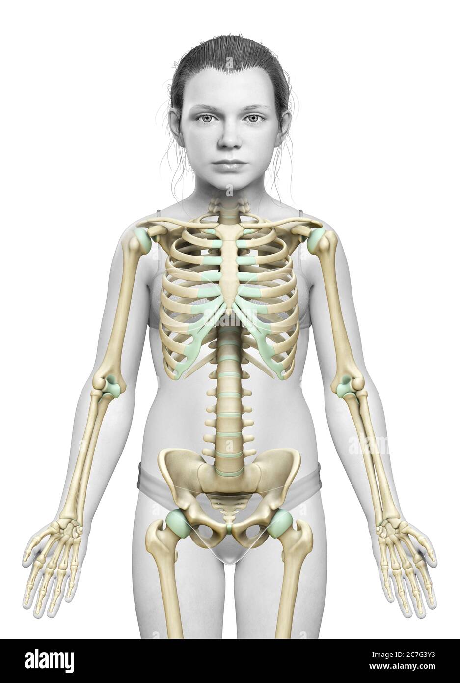 3d gerendert, medizinisch genaue Illustration eines jungen Mädchen Skelett-System Stockfoto