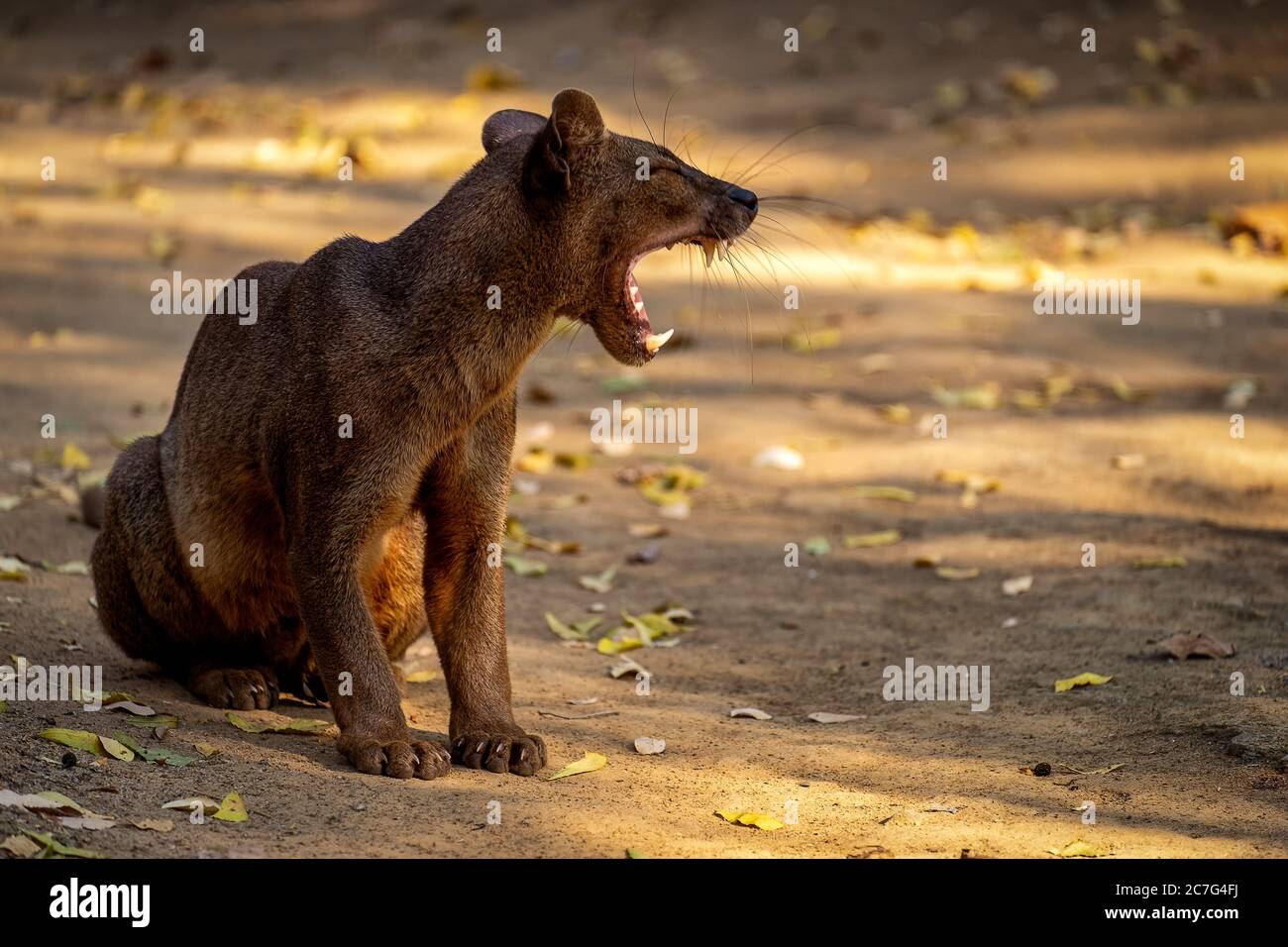 Wütende Fossa mit einem weit geöffneten Mund auf der Straße sitzen Mit vielen abgefallenen Blättern Stockfoto