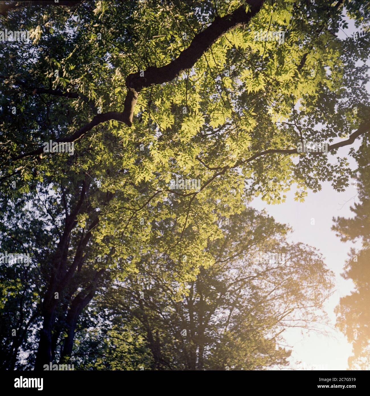 Baum Zweige in einem Wald bei Sonnenuntergang. Aufgenommen auf analogem Mittelformatfilm Stockfoto