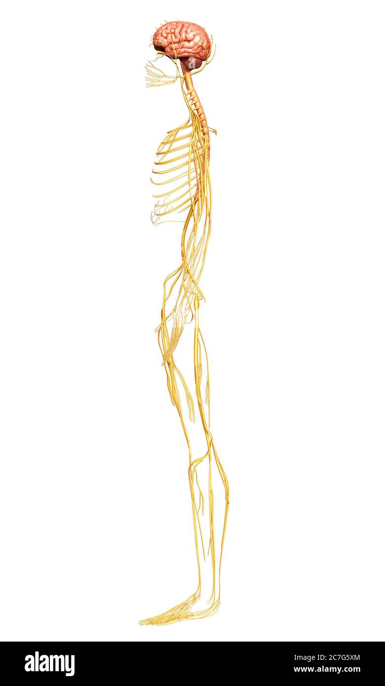 3D-gerenderte medizinisch genauen Abbildung des Nervensystems Stockfoto