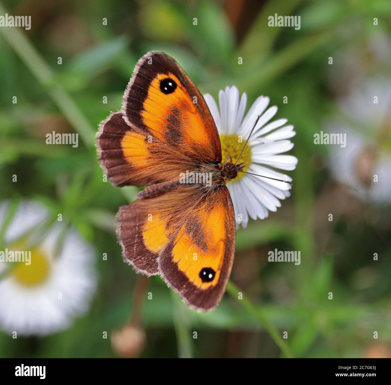 Männlicher Torwart Schmetterling auf einer Gänseblümchen-Blume sitzend Stockfoto