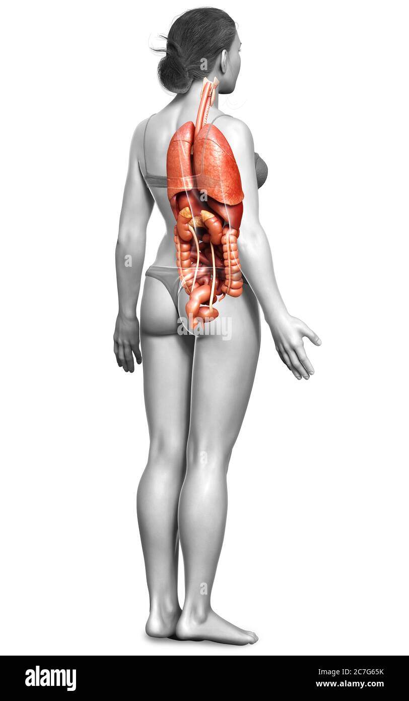 3d-Darstellung medizinisch akkurate Darstellung der weiblichen inneren Organe Stockfoto