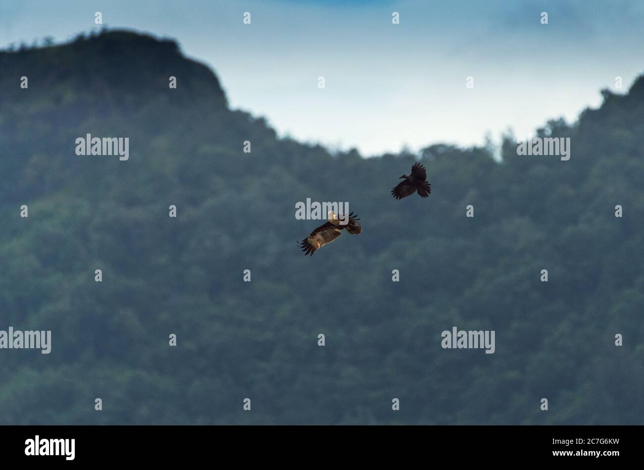 Selektive Fokusaufnahme einer Krähe, die einen jungen Drachen belästigt Während des Fluges in der Luft Stockfoto