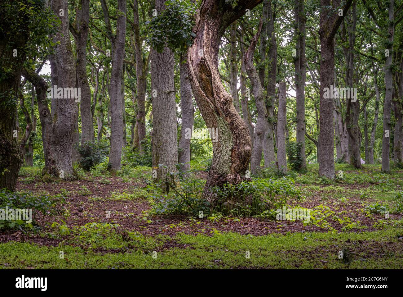 Eine schöne Aussicht auf eine alte Eiche Wald. Bild von Scania in Südschweden. Stockfoto