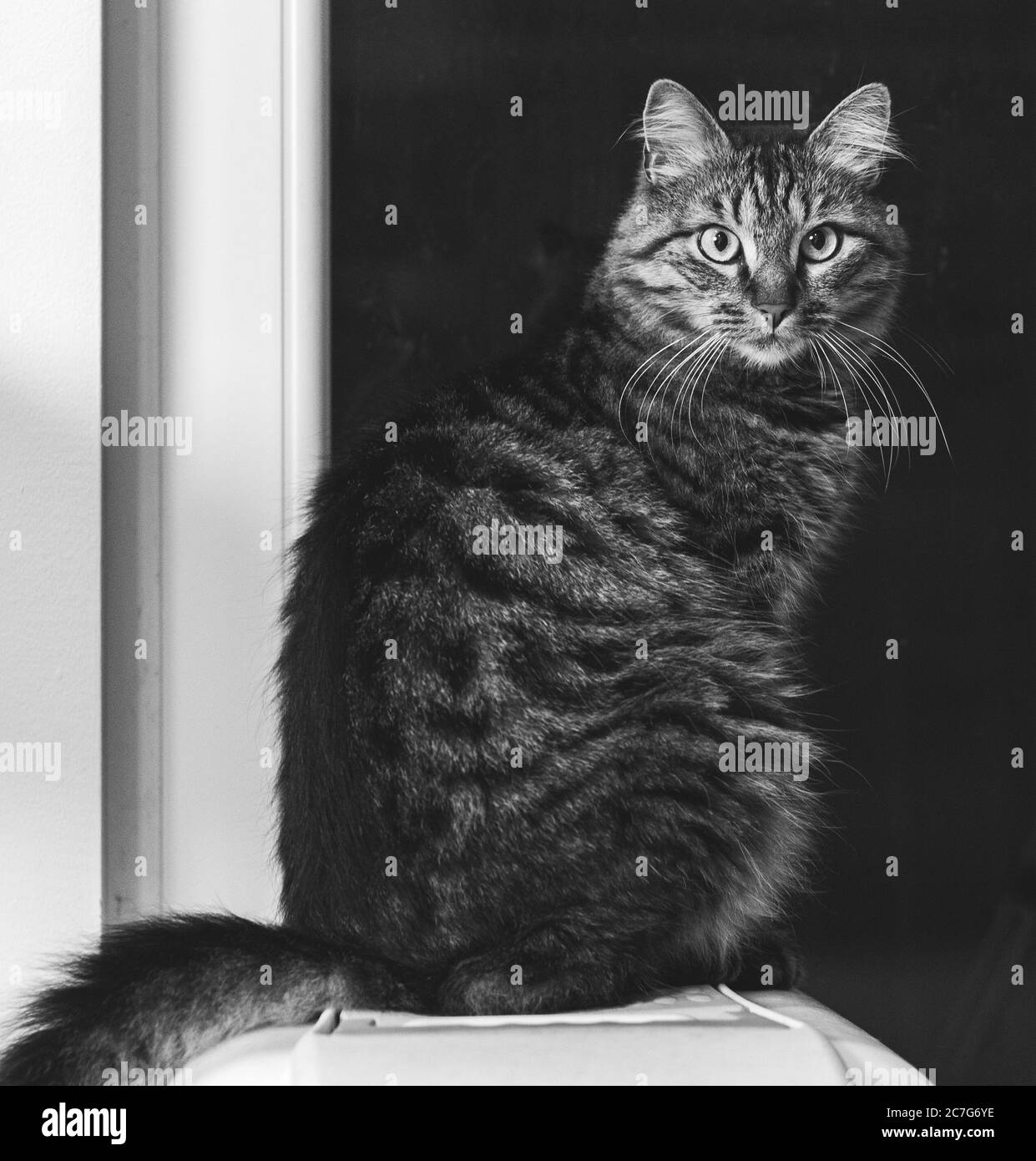 Graustufen einer sitzenden Katze mit einem Fenster auf dem Hintergrund unter den Lichtern Stockfoto
