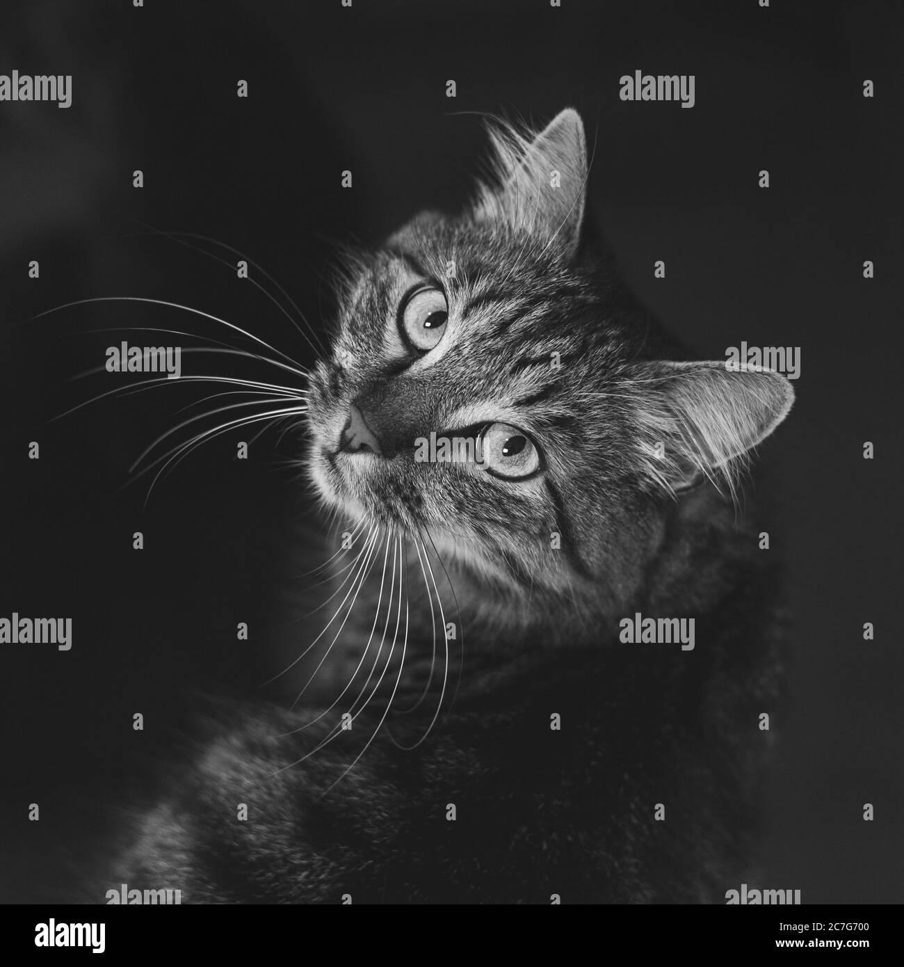Graustufen einer flauschigen Katze, die gegen eine flauschige aufschaut Hintergrund Stockfoto