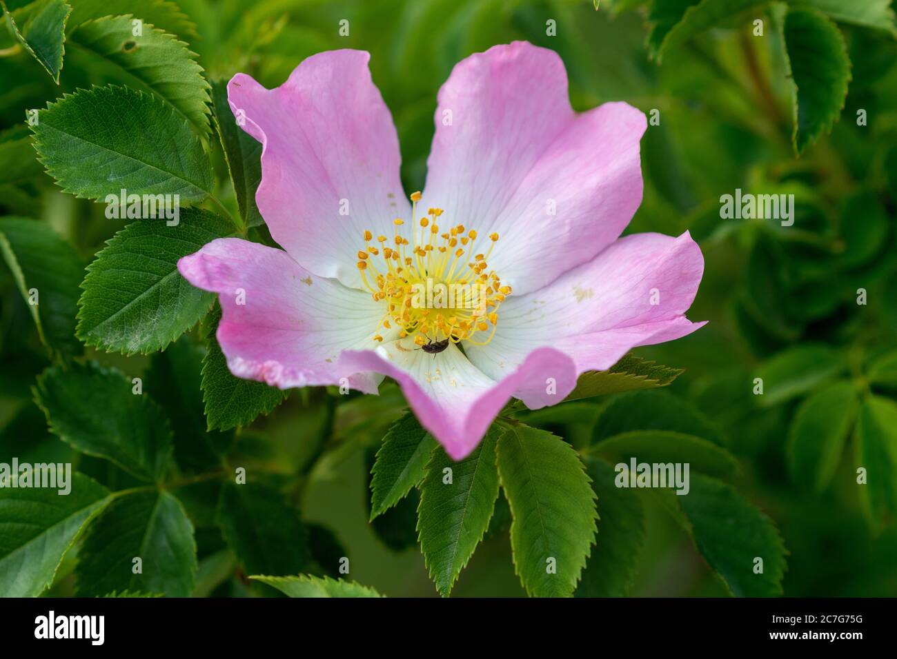 Wilde Rosenblüte vom Velebit-Gebirge Stockfoto