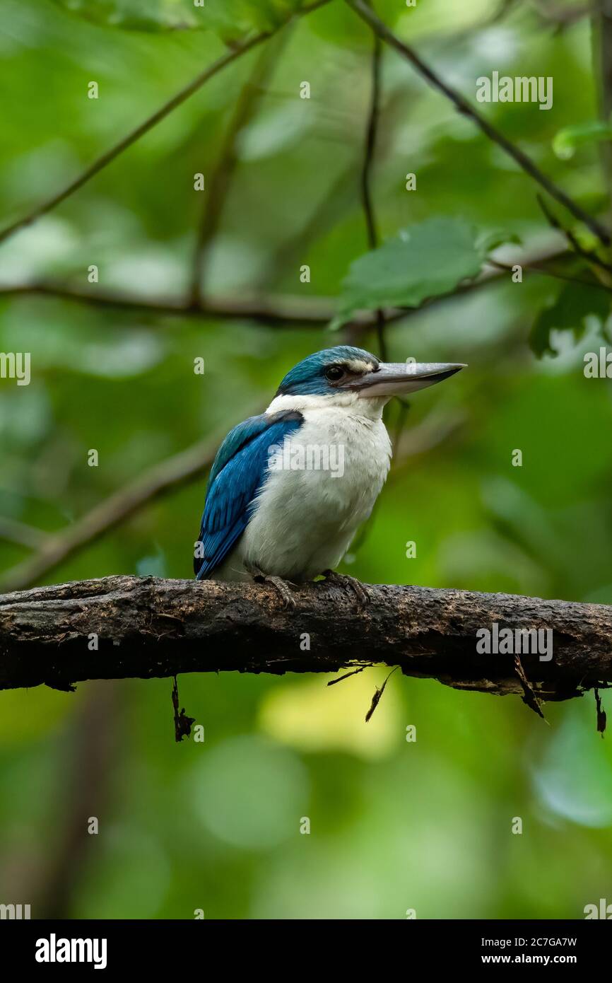 Mangroveneisvogel, der auf einem Mnagrovenzweig steht Stockfoto