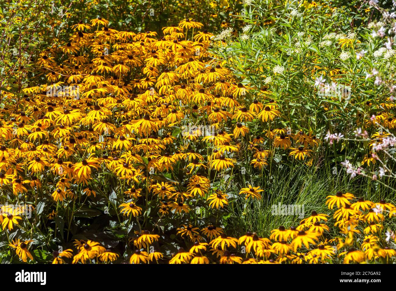 Rudbeckia fulgida gelb rudbeckias mehrjährige krautige Grenze Pflanze Stockfoto
