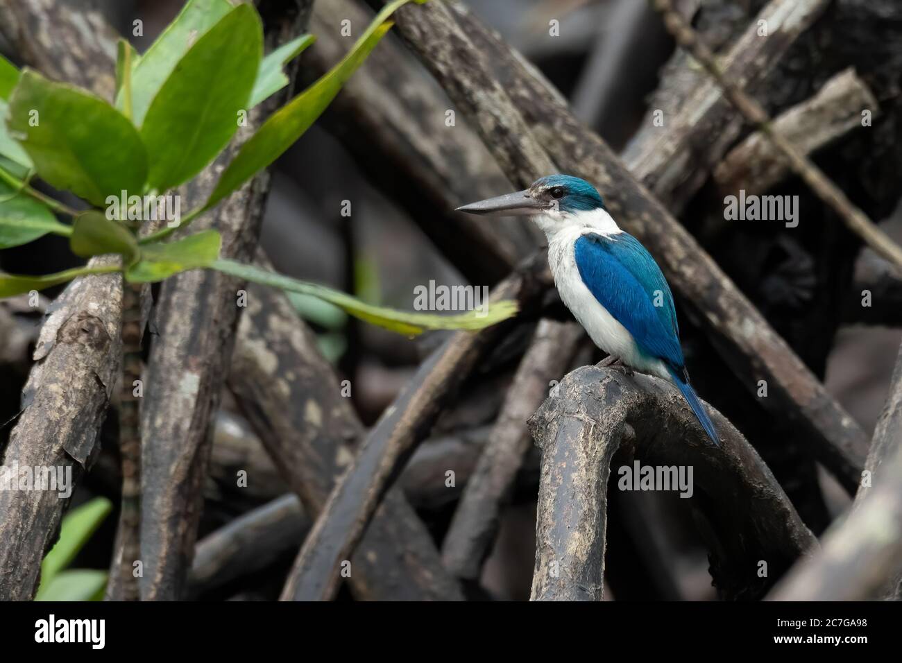 Mangroveneisvogel, der auf einem Mnagrovenzweig steht Stockfoto