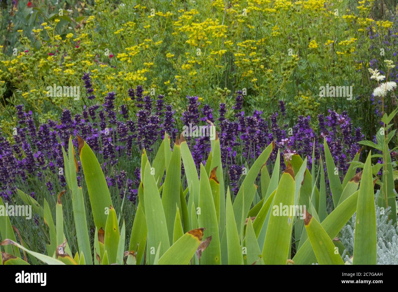 Tipos de flores para colorear Fotos und Bildmaterial in hoher