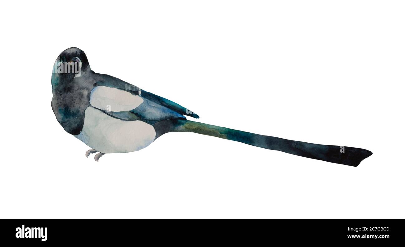 Aquarell Wildvogel. Elster in Seitenansicht isoliert auf weißem Hintergrund Stockfoto