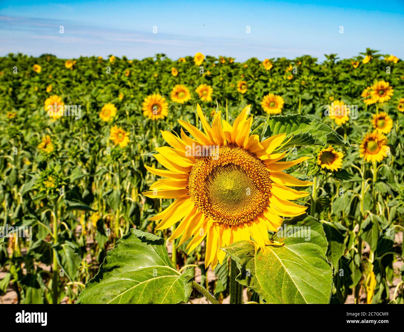 Blühendes Sonnenblumenfeld am blauen Himmel. Stockfoto