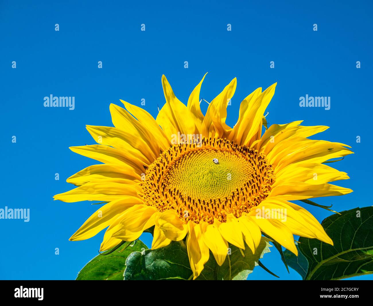 Blühendes Sonnenblumenfeld am blauen Himmel. Stockfoto