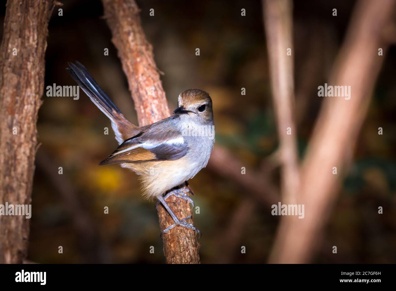 Weibliche Madagaskar-Elster-Rotkehlchen (Copsychus albospecularis), die in einem grünen Baum, Nosy Komba, Madagaskar, verbarcht Stockfoto