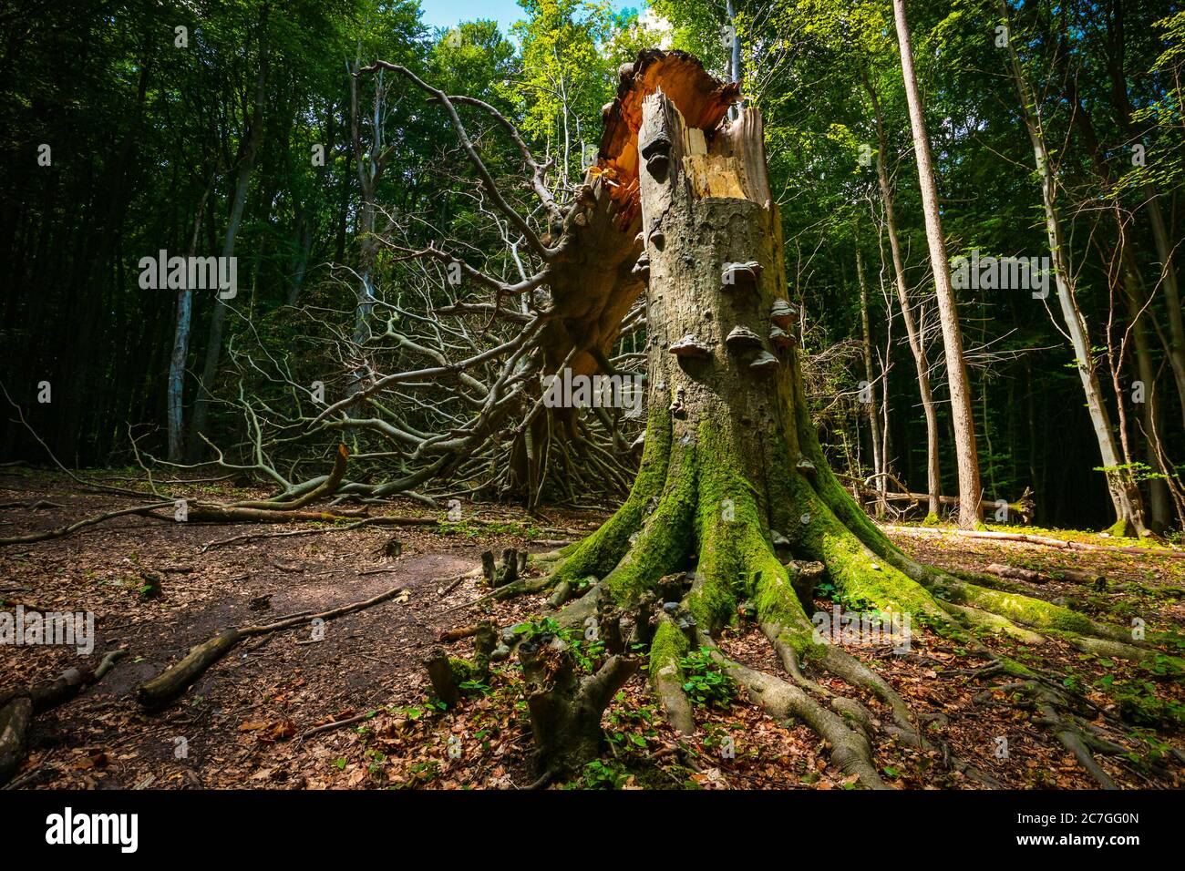 Gesprungener Baum mit moosigen Wurzeln und Pilzen im Nationalpark Jasmund, Rügen, Deutschland, Teil des UNESCO-Weltkulturerbes "Alte und uralte Buchenwälder". Stockfoto
