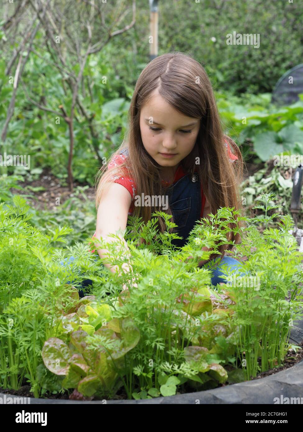 Ein hübsches junges Mädchen mit langen Haaren arbeitet in einem kleinen Gemüsegarten. Stockfoto