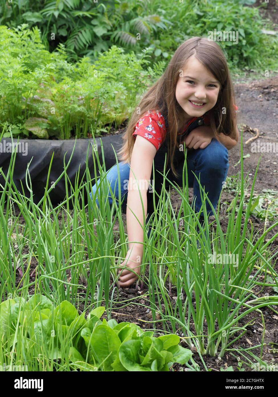 Ein hübsches junges Mädchen mit langen Haaren arbeitet in einem kleinen Gemüsegarten. Stockfoto