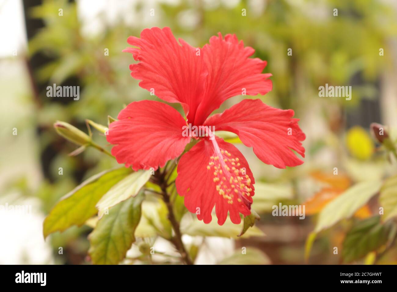 Wunderschön blühende Hibiskusblüte Stockfoto