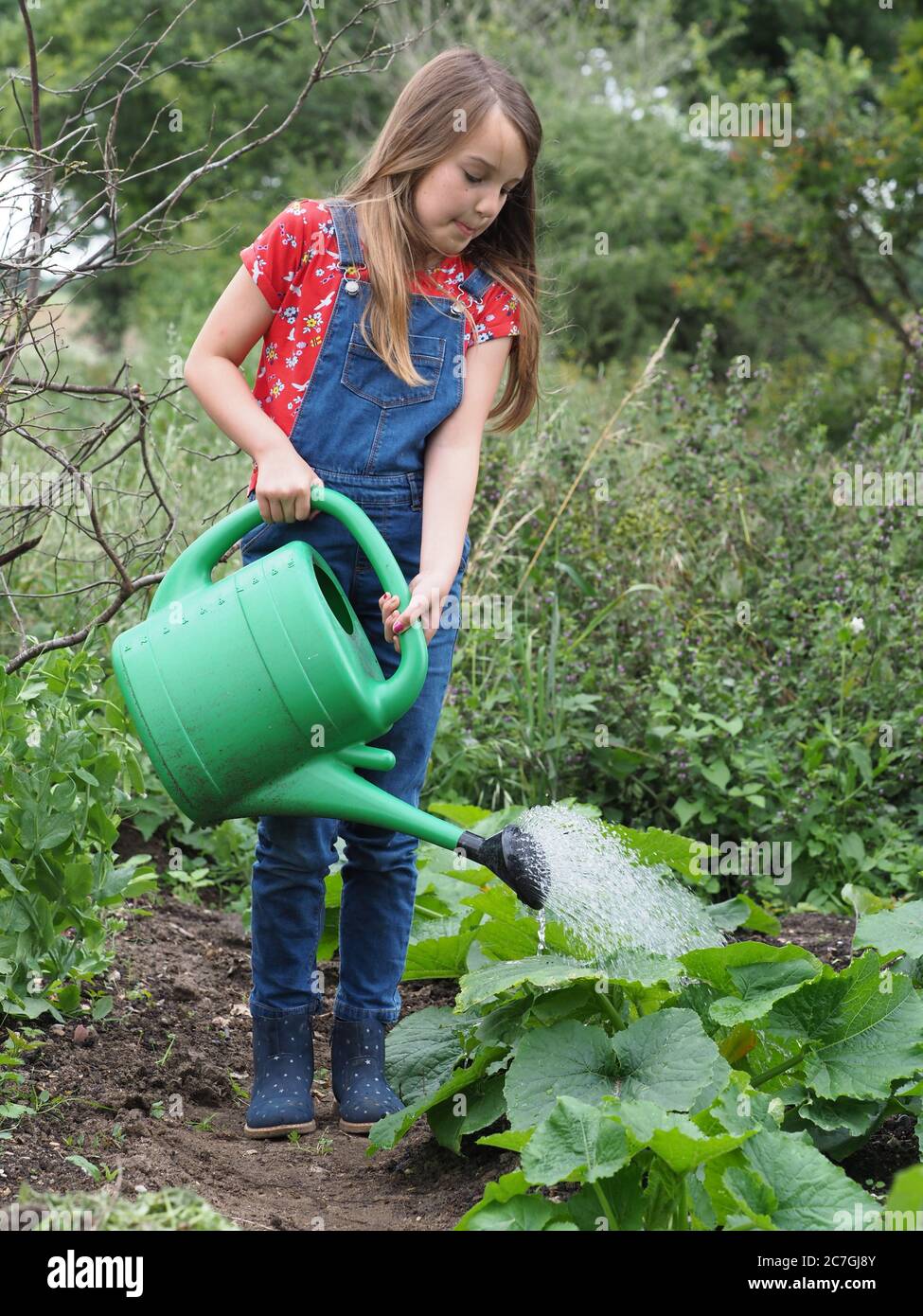 Ein hübsches junges Mädchen mit langen Haaren arbeitet in einem kleinen Gemüsegarten. Stockfoto