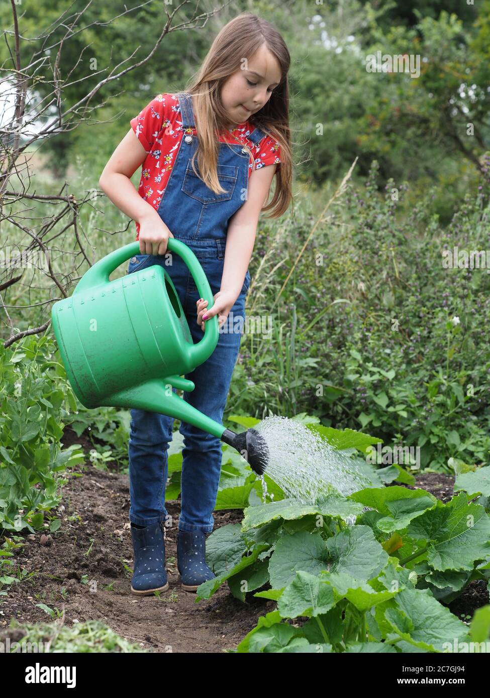 Ein hübsches junges Mädchen mit langen Haaren arbeitet in einem kleinen Gemüsegarten. Stockfoto