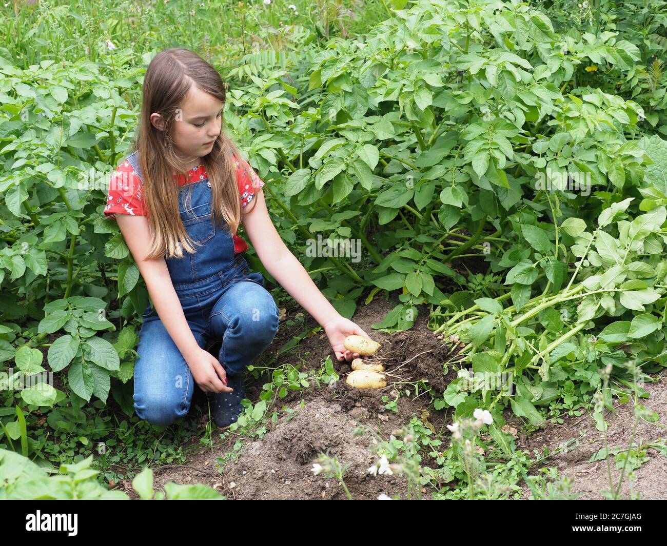 Ein hübsches junges Mädchen mit langen Haaren arbeitet in einem kleinen Gemüsegarten. Stockfoto