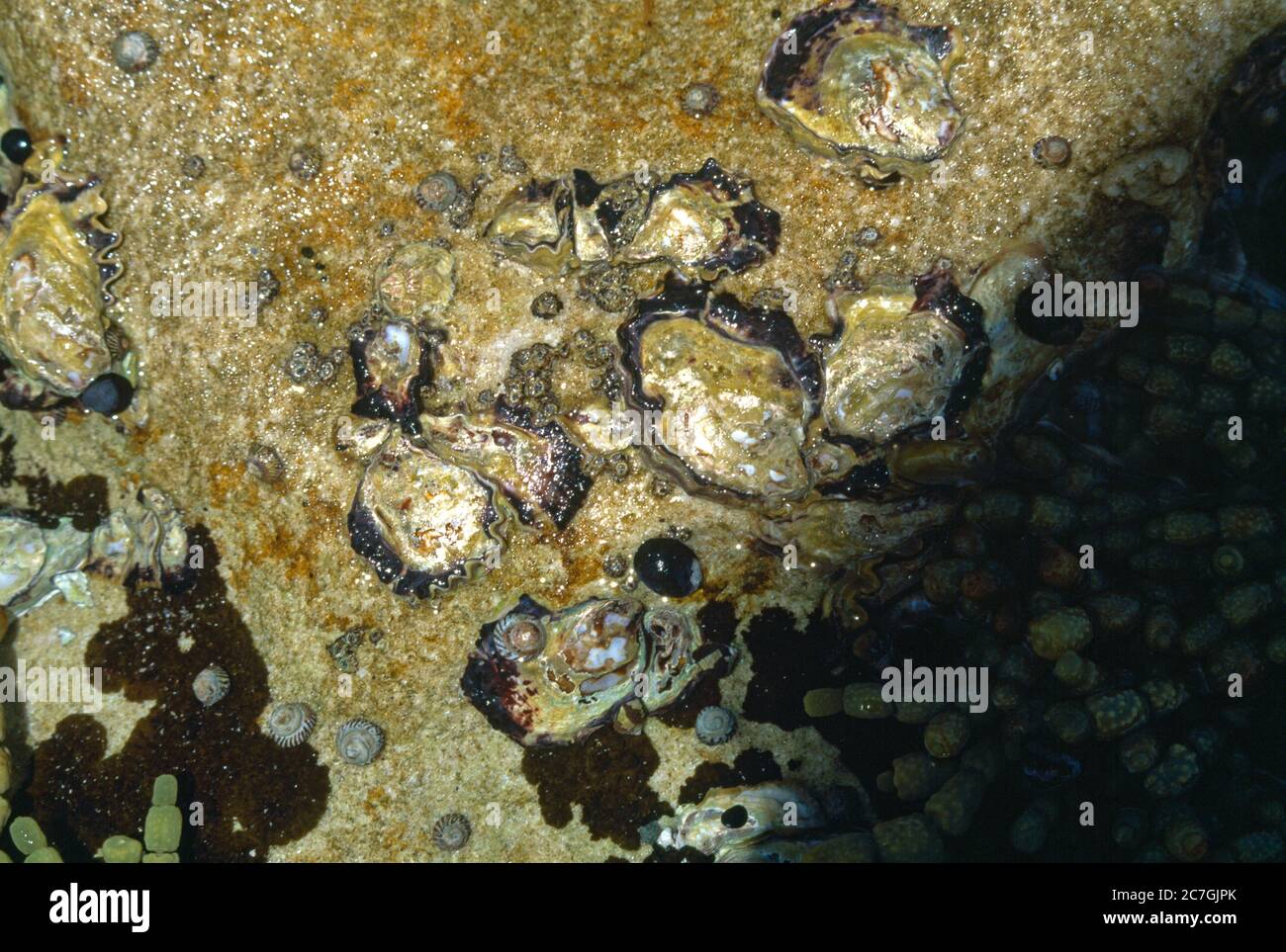 Botany Bay NSW Sydney Australien Rock Pool mit Weichtieren Stockfoto