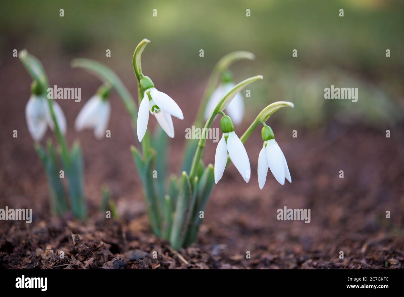 Erste Blüten im Frühling - einige zarte Schneeglöckchen Stockfoto