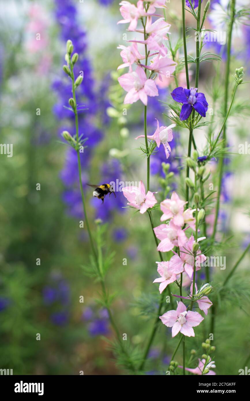 Blaue blumen im garten Fotos und Bildmaterial in hoher Auflösung Alamy