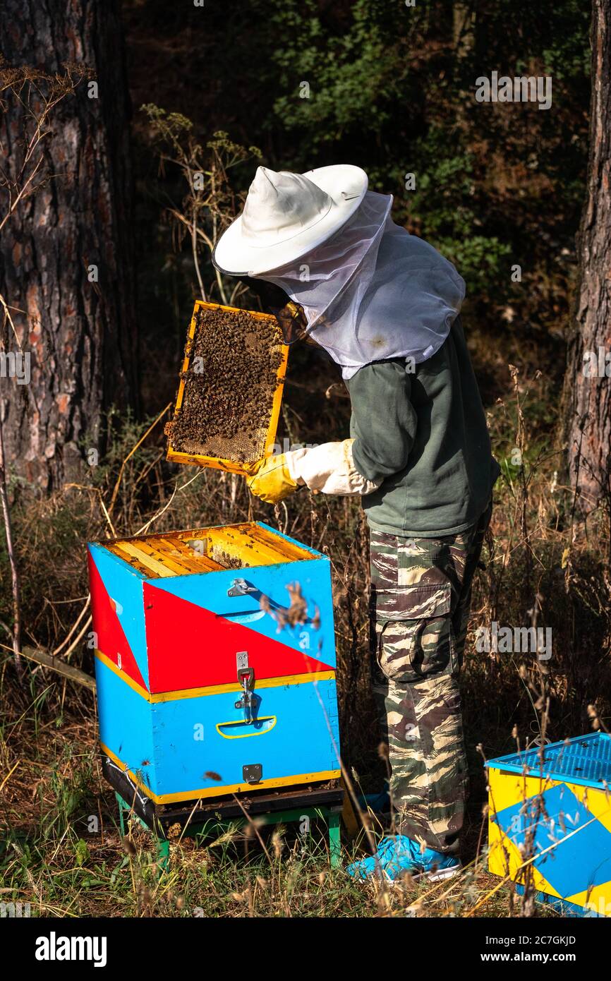 Imker kümmert sich um seinen Bienenstock. Imker, der sich um Bienen hütet. Bienenzucht. Ein Imker im Anzug, den hölzernen Rahmen haltend, der mit Bienen bedeckt ist. Stockfoto