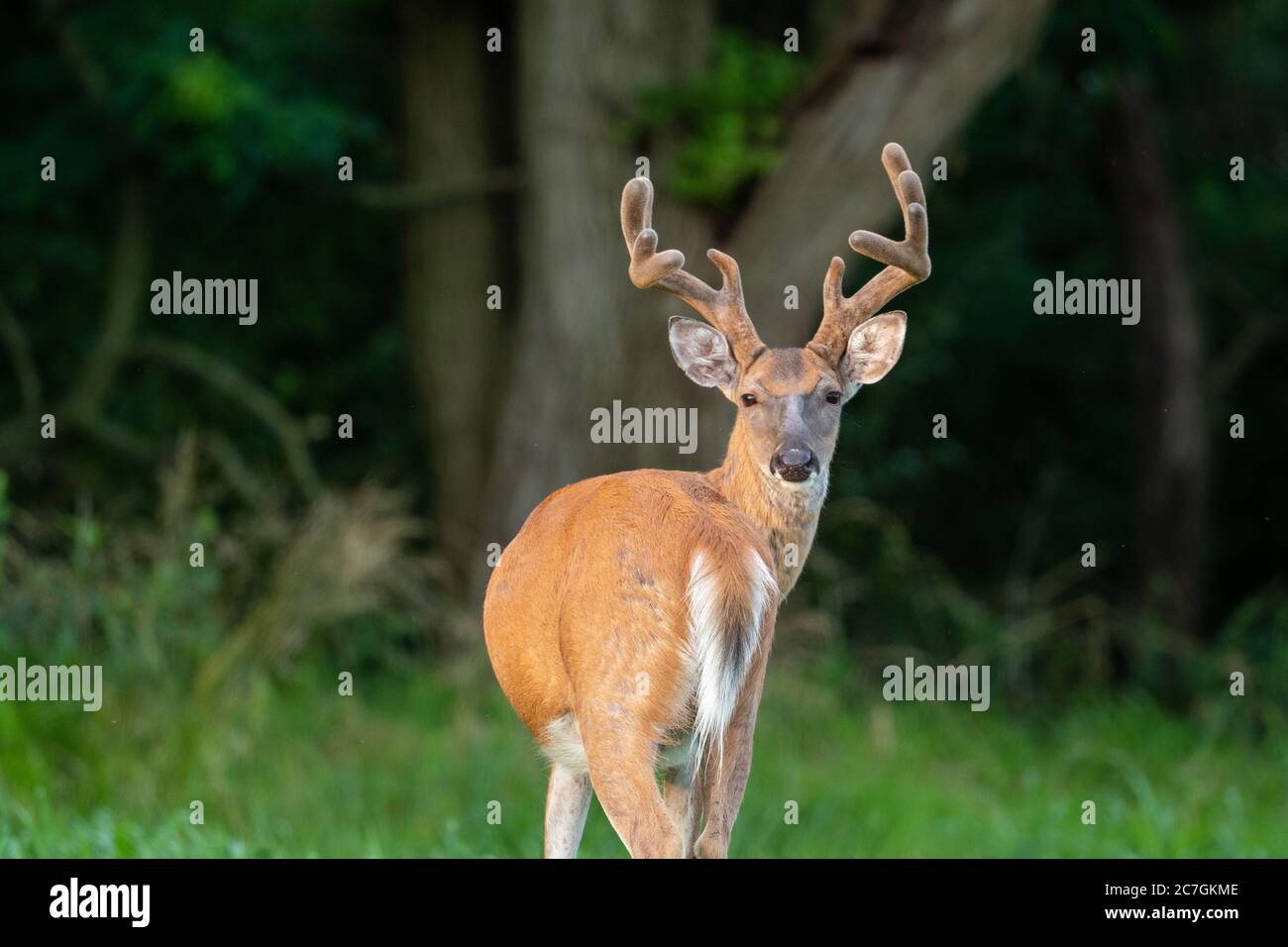 Ein großer Weißschwanzhirsch-Buck in einer offenen Wiese im Sommer in einem Park in der Nähe von St. Louis, Missouri. Stockfoto