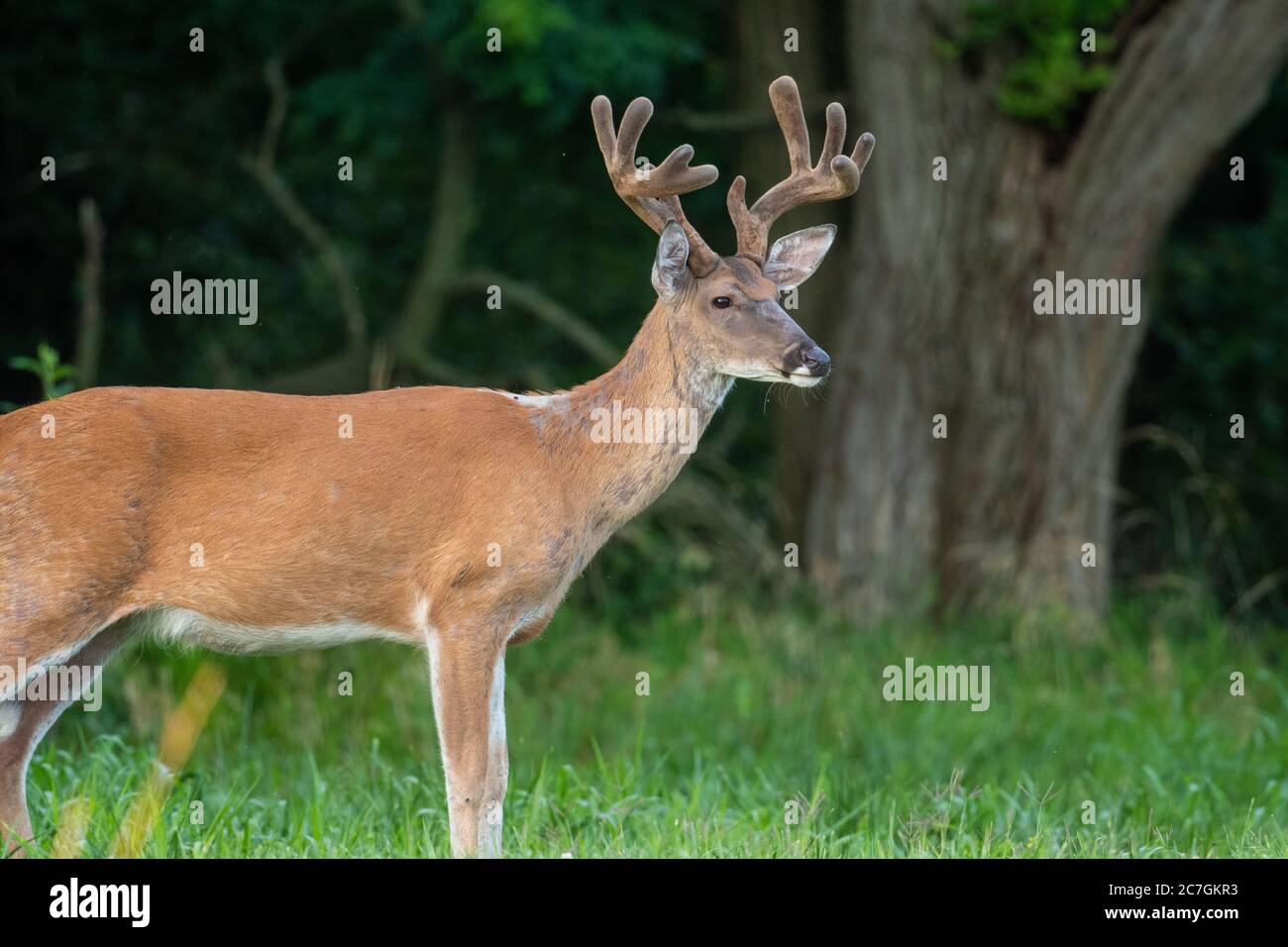 Ein großer Weißschwanzhirsch-Buck in einer offenen Wiese im Sommer in einem Park in der Nähe von St. Louis, Missouri. Stockfoto