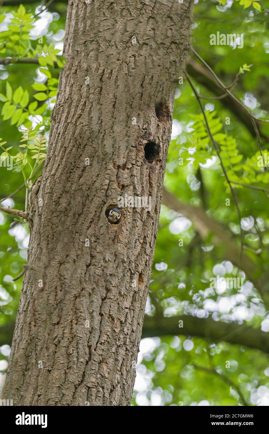 Erwachsener Männchen Buntspecht (Dendrocopos major) späht aus seinem Nest. Woolhope Herefordshire, Großbritannien. Mai 2020. Stockfoto