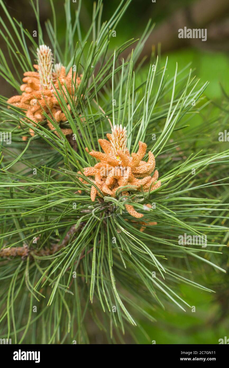 Männliche Zapfen der Lodgepole-Kiefer (Pinus contorta) Hereford UK. Mai 2020 Stockfoto