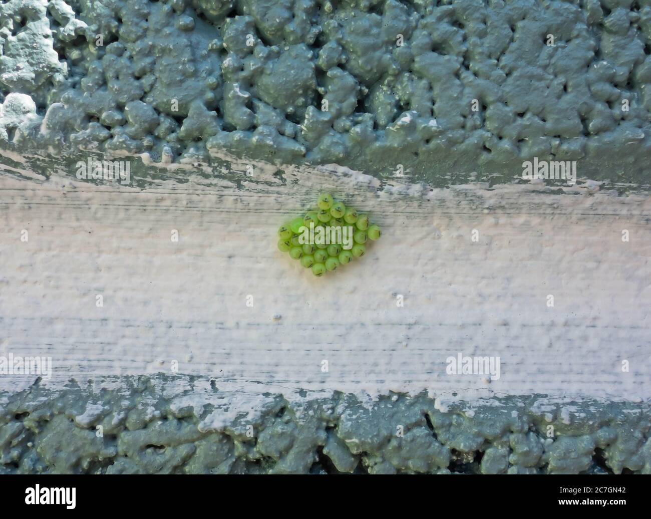 Gewöhnlicher grüner Schildbug (Palomena prasina) Eier nach 2 Wochen auf Blockwand. Hereford UK Mai 2020 Stockfoto