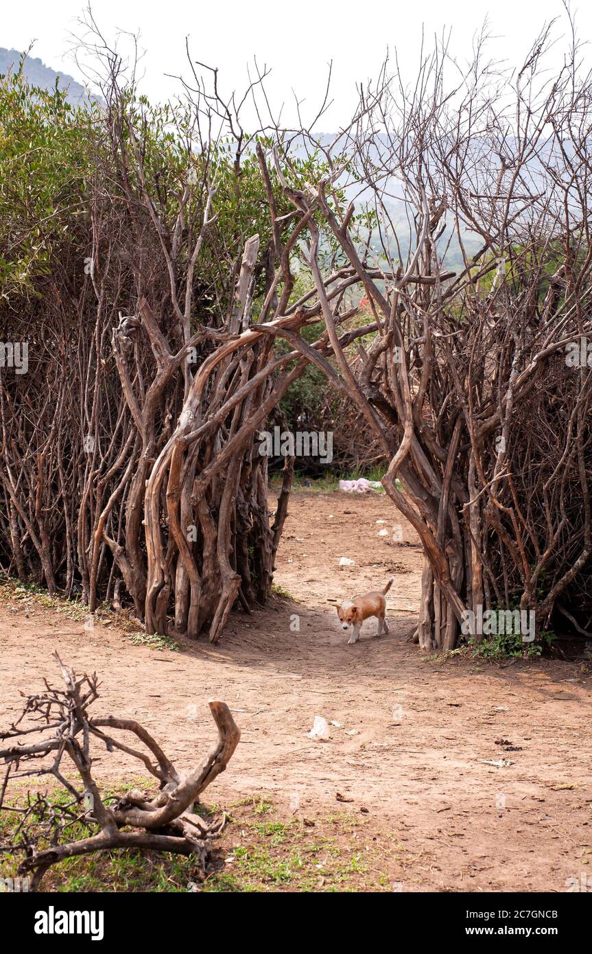 Welpe Hund am Eingang zu einem maasai Dorf. Maasai Mara National Reserve. Kenia. Afrika. Stockfoto