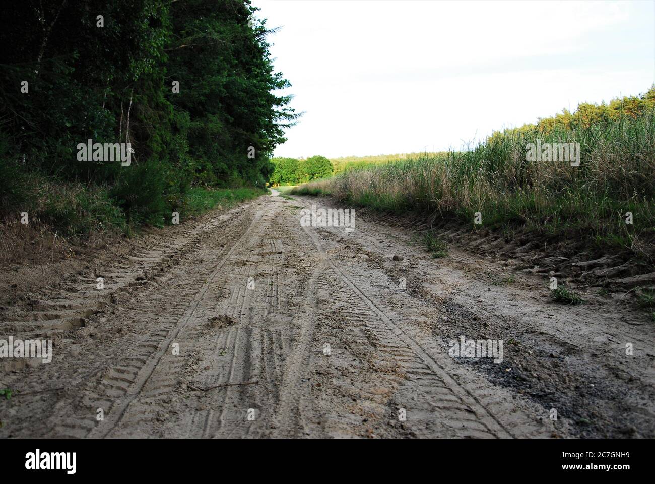 Eine sandige Straße zwischen Wald und Feld Stockfoto