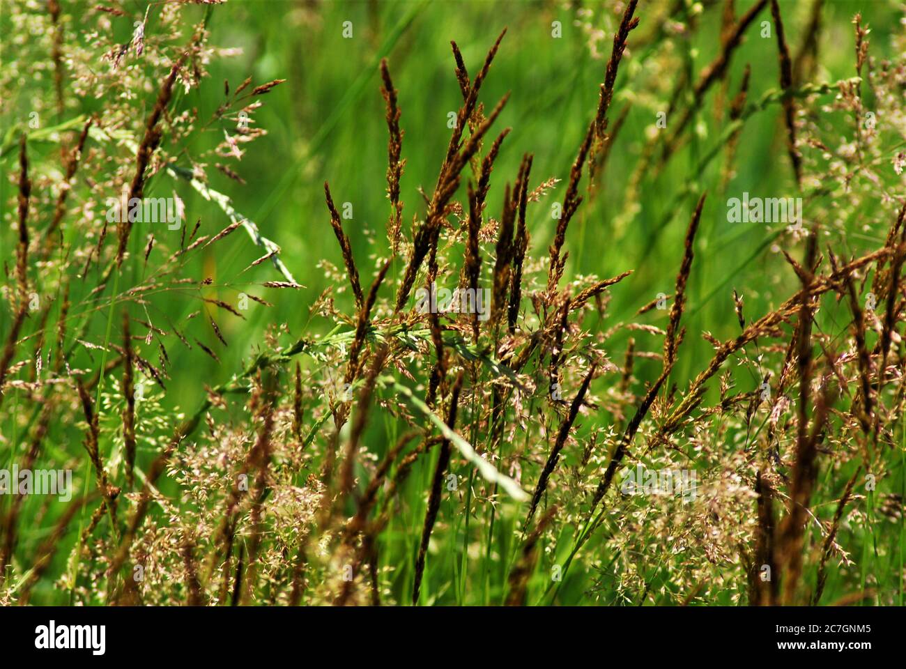 Gräser hintergrund Fotos und Bildmaterial in hoher Auflösung Alamy