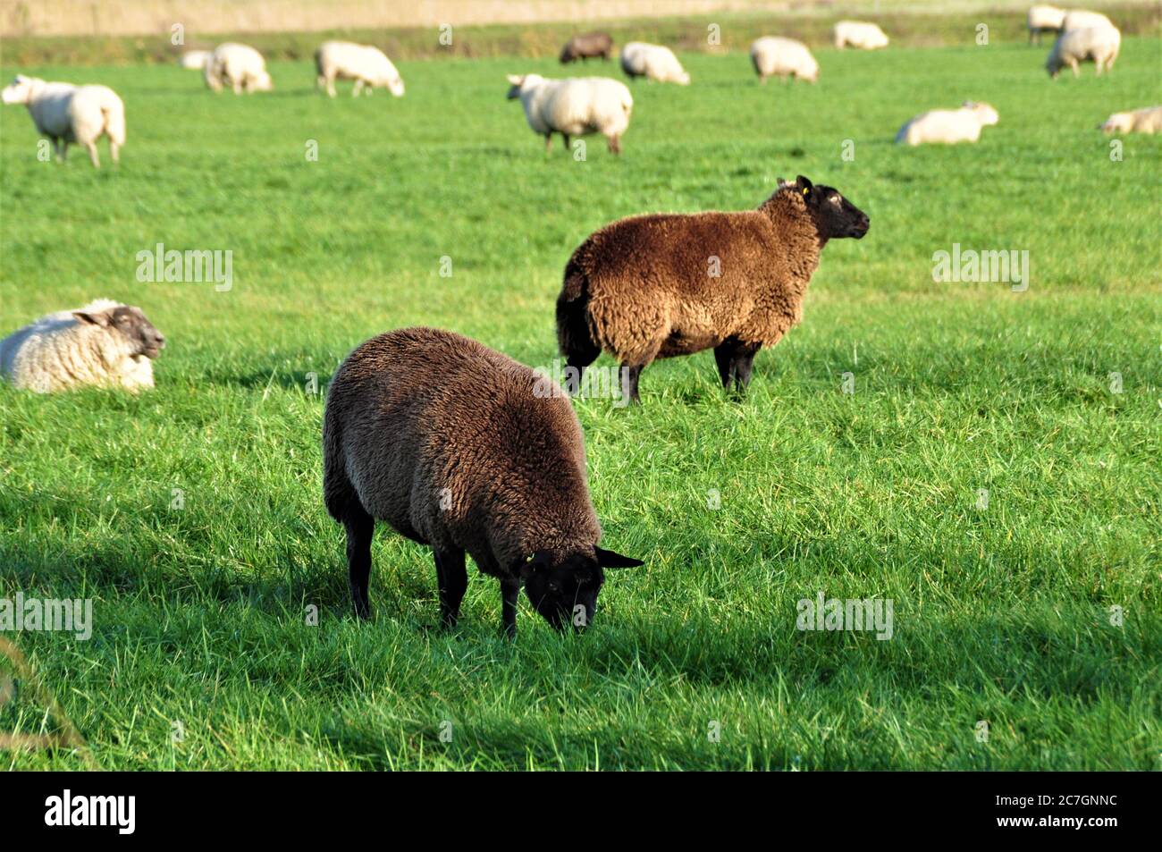 Zwei schwarze Schafe zwischen mehreren weißen Stockfoto
