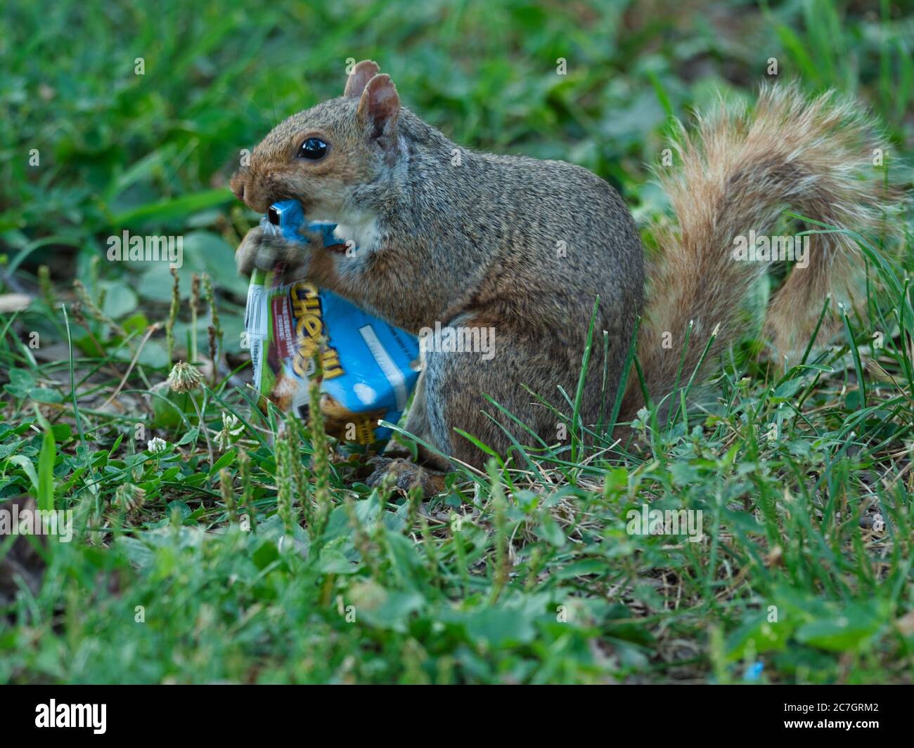 Ein Eichhörnchen, das einen Snack isst, der zurückgelassen wurde Stockfoto