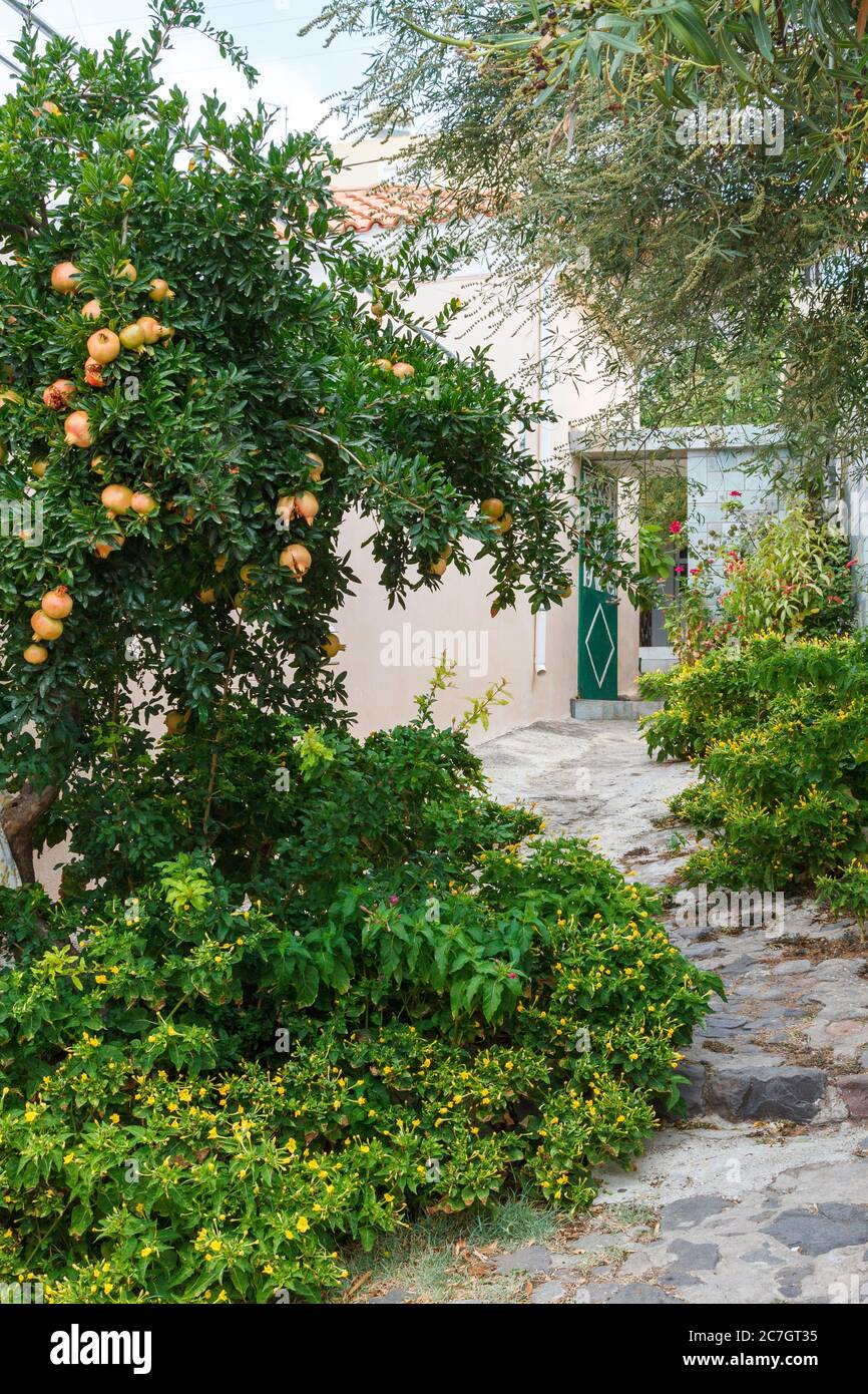 Schöne Gasse im traditionellen Dorf Mesotopos, auf der Insel Lesbos, Griechenland, Europa. Stockfoto