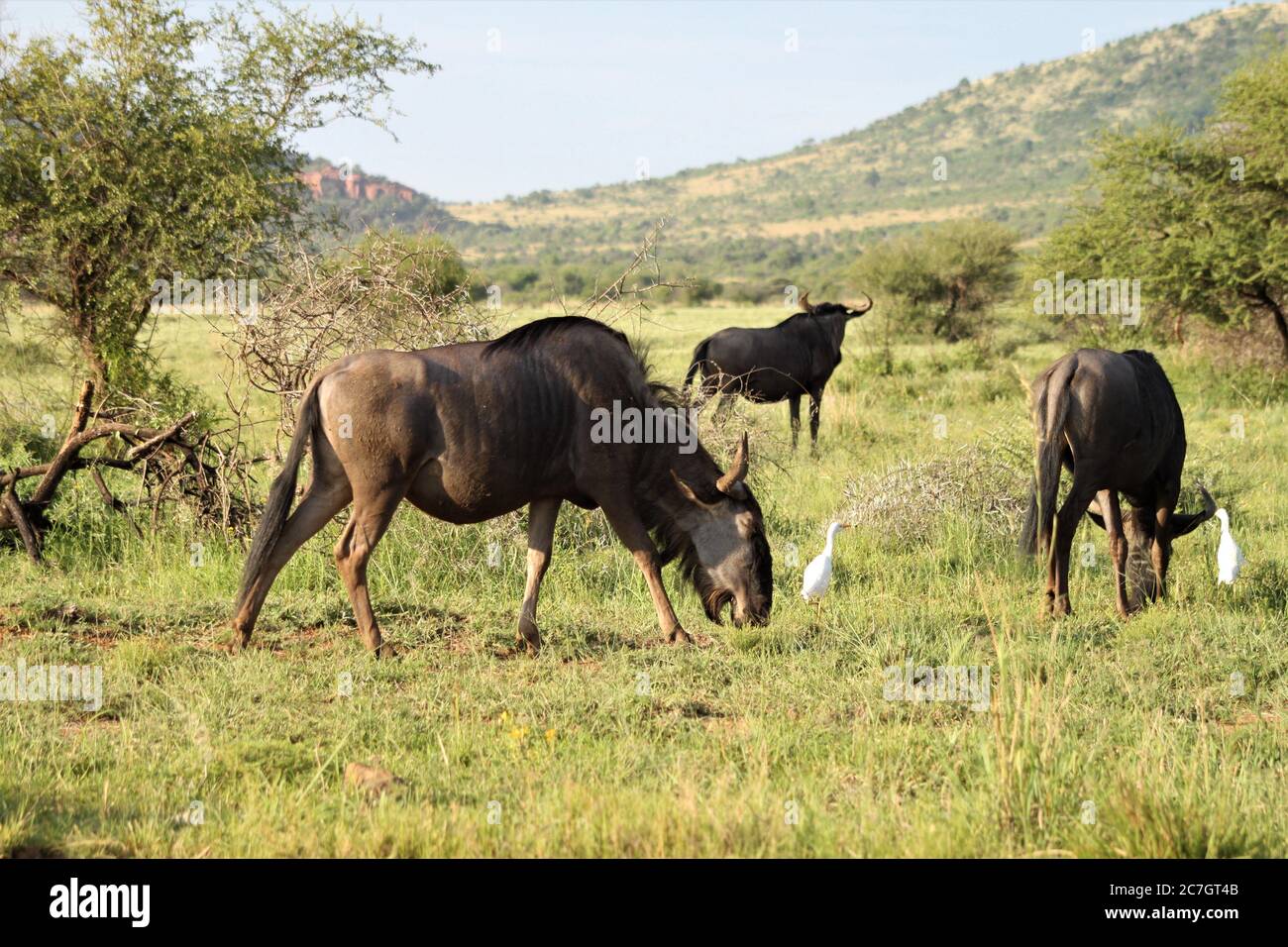 Einige Gnus und weiße Vögel in der Savanne Stockfoto Einige Gnus und weiße Vögel in der Savanne Stockfoto