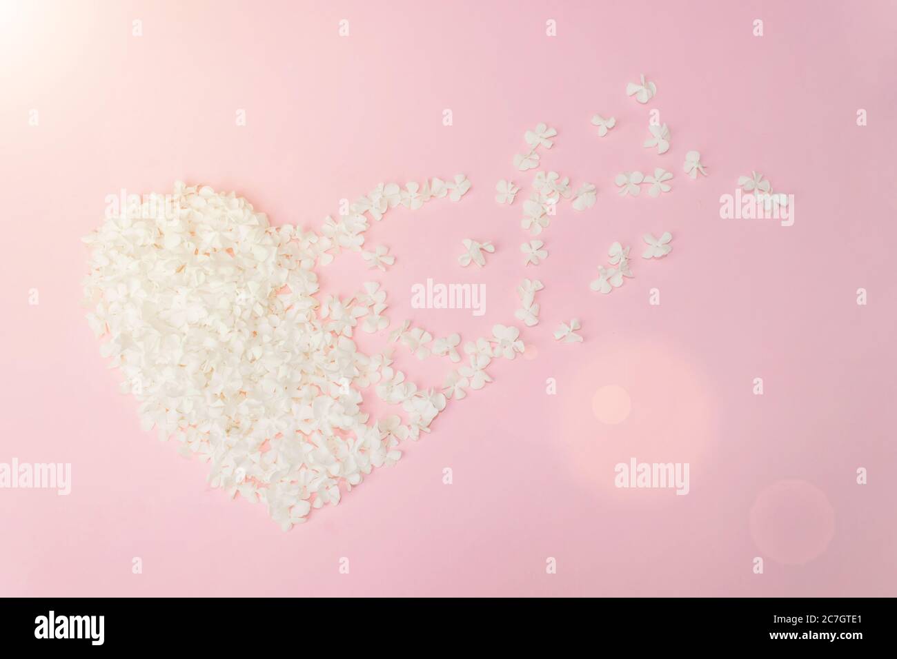 Rosa und weiße manuka-Baumblumen in Herzform auf weißem Hintergrund angeordnet Stockfoto