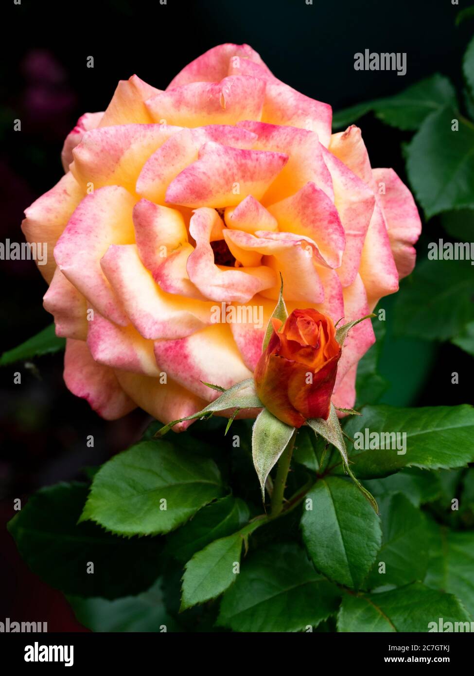 Rose und Rosebud, Großbritannien Juli, Stockfoto