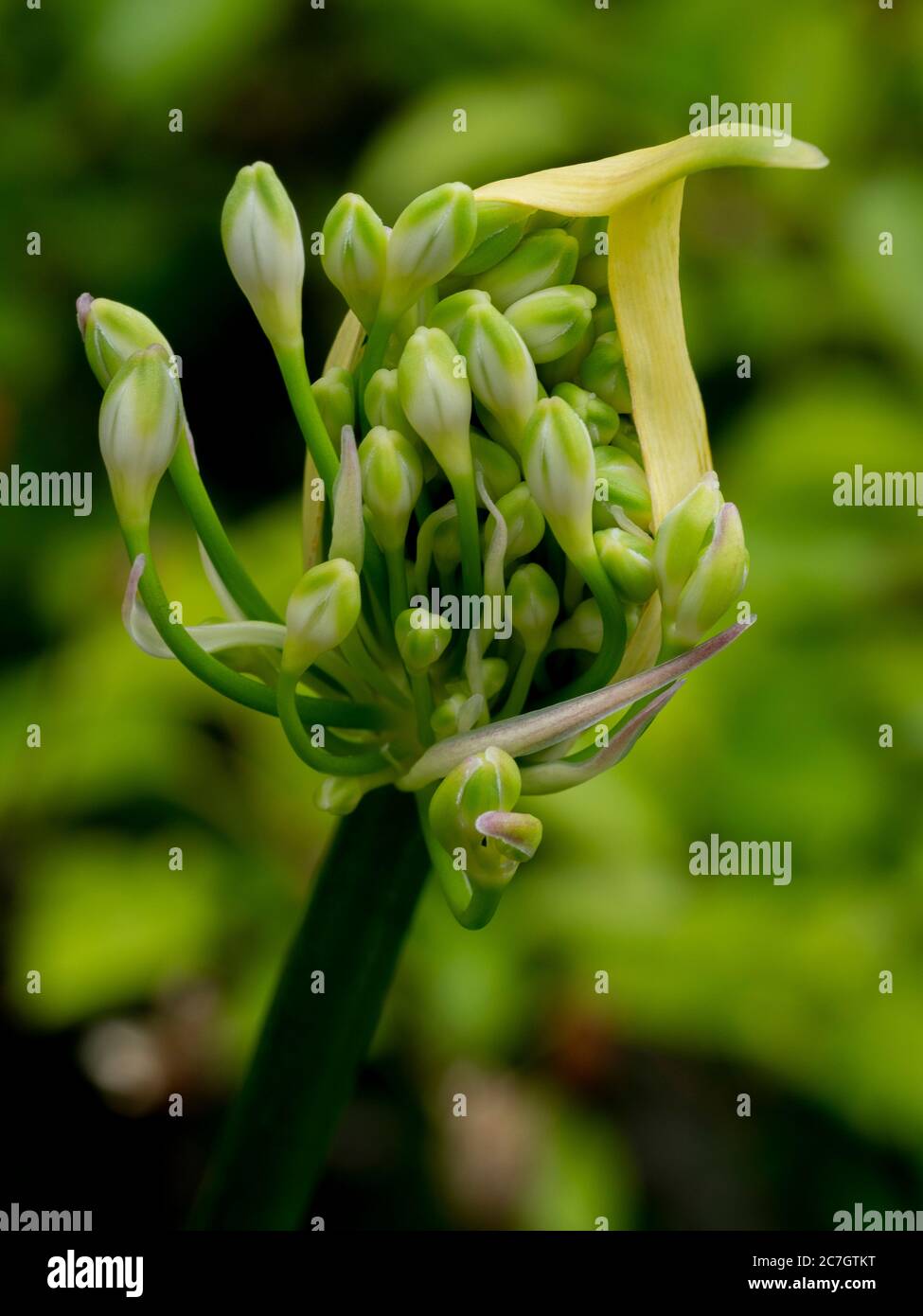 Eröffnung des Allium, Juli, Großbritannien Stockfoto