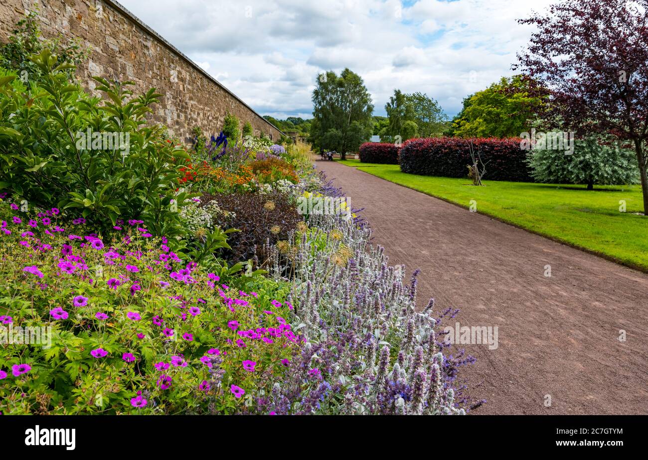 Bunte krautige Blumengrenze, Amisfield Walled Garden, Haddington, East Lothian, Schottland, Großbritannien Stockfoto