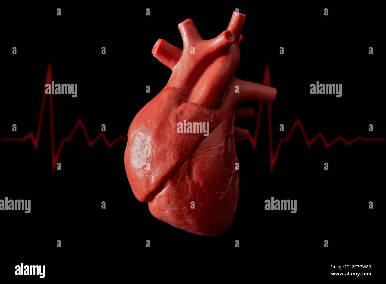 Kardiologie, Organtransplantation und kardiovaskuläre Medizin Konzept mit einem plastischen medizinischen Modell eines Herzens isoliert auf schwarzem Hintergrund mit hoher Kontras Stockfoto