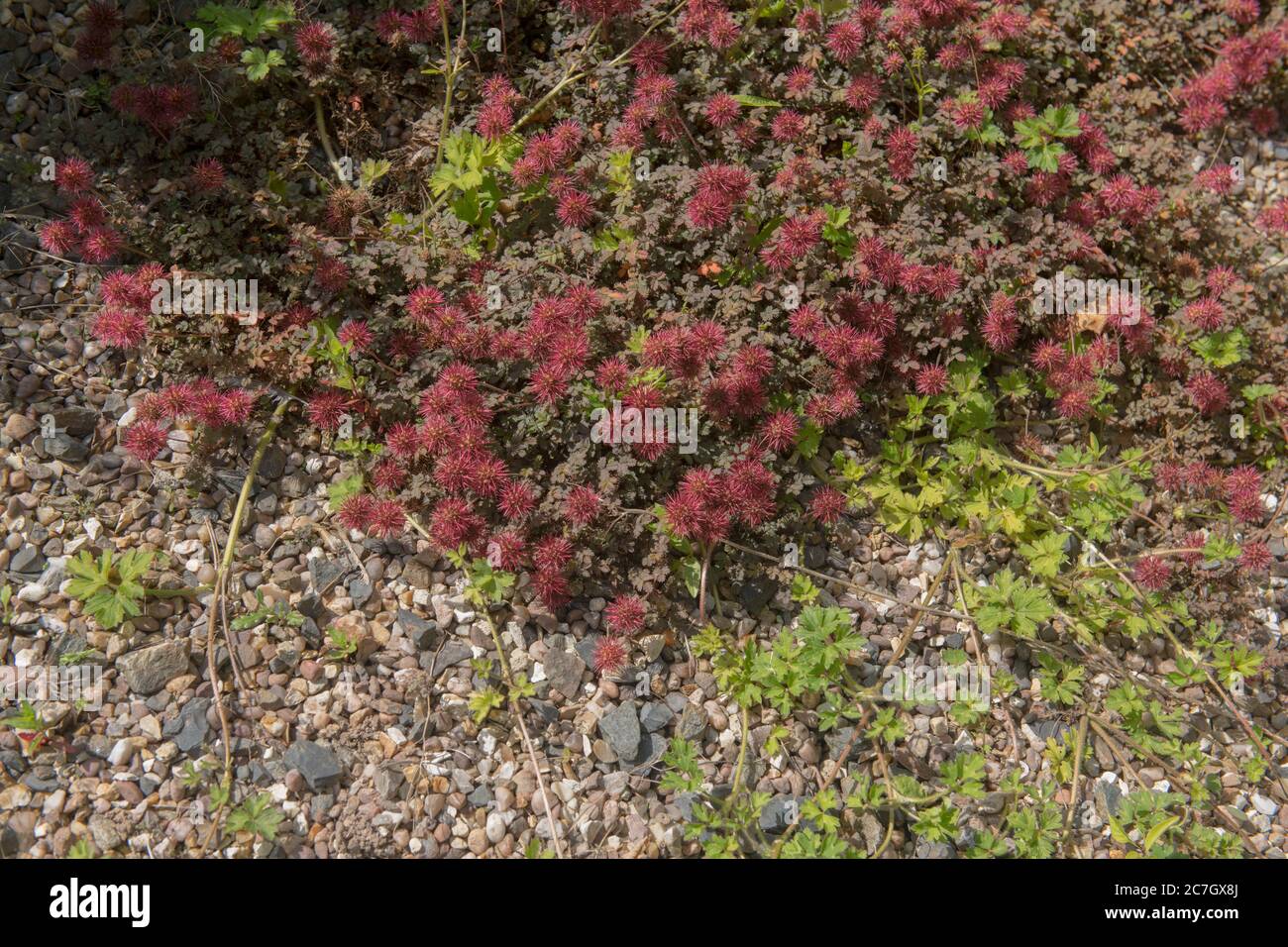 Teppich von sommerblühenden Graten auf einer neuseeländischen Bur Pflanze (Acaena microphylla), die in einem Steingarten in Rural Devon, England, Großbritannien wächst Stockfoto